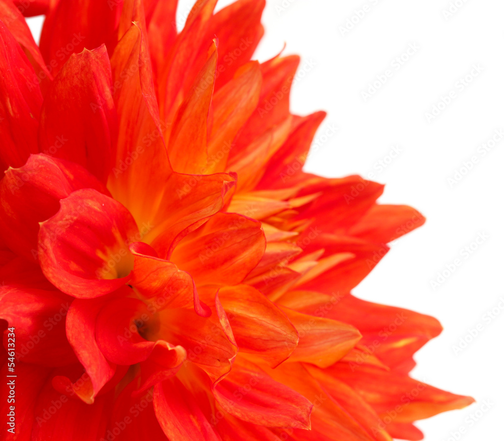 Red dahlia flower isolated on white