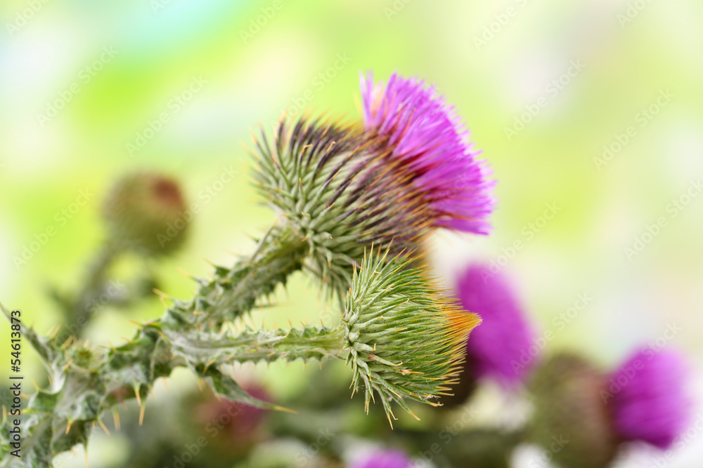 Thistle flowers on nature background Thistle flowers on nature background
