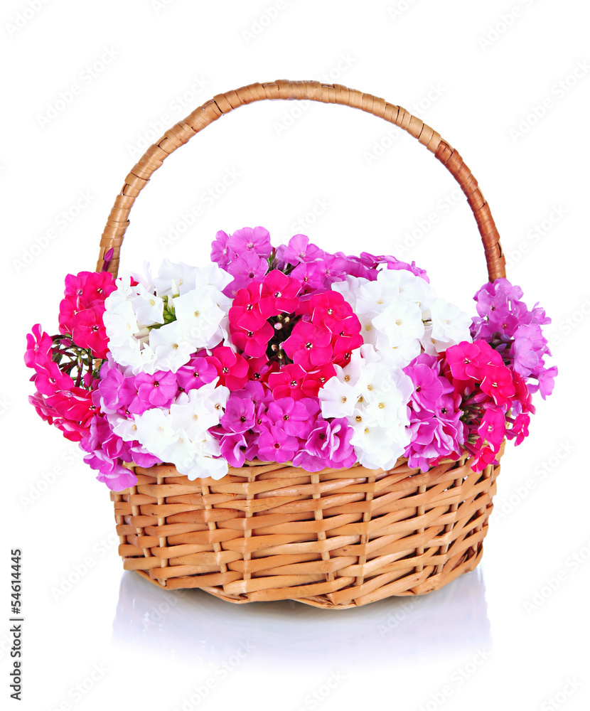 Beautiful bouquet of phlox in wicker basket isolated on white Beautiful bouquet of phlox in wicker basket isolated on white
