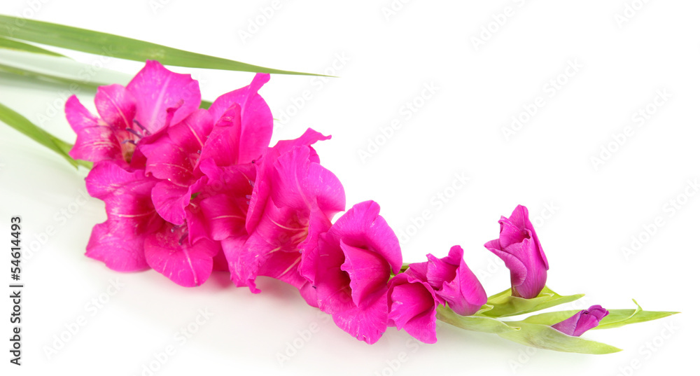 Fototapeta premium Beautiful gladiolus flower