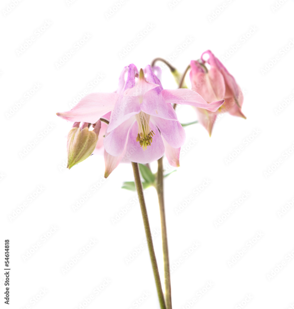 lilac flower bell isolated