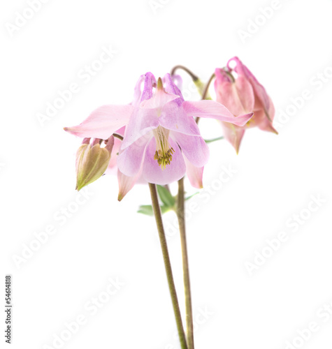 lilac flower bell isolated