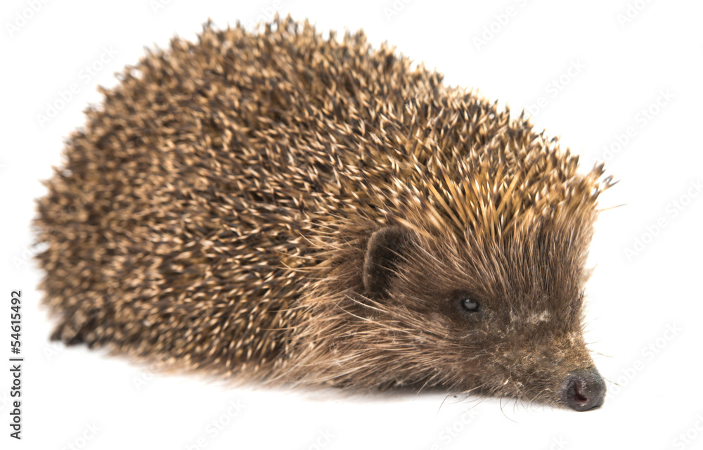 hedgehog isolated hedgehog isolated