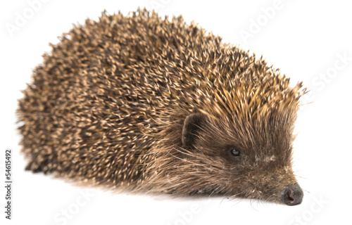 hedgehog isolated