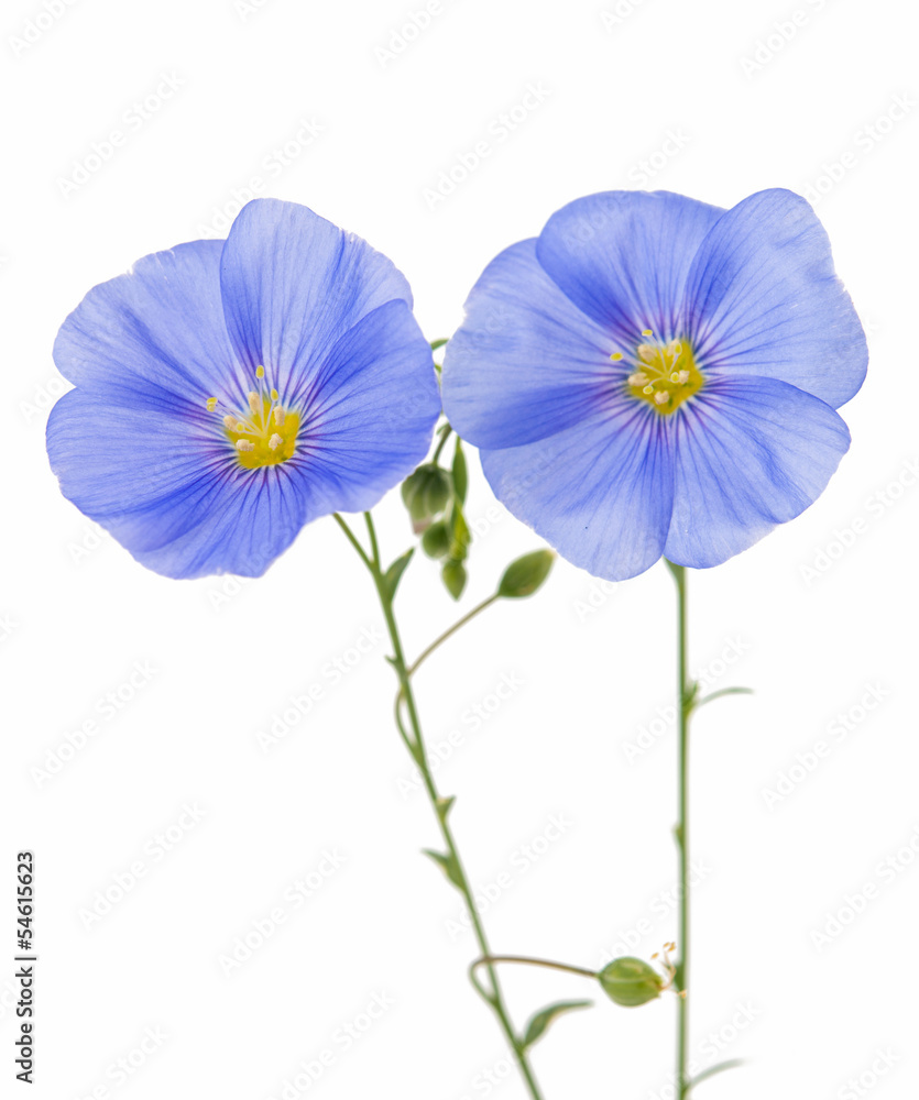 flax flower isolated flax flower isolated