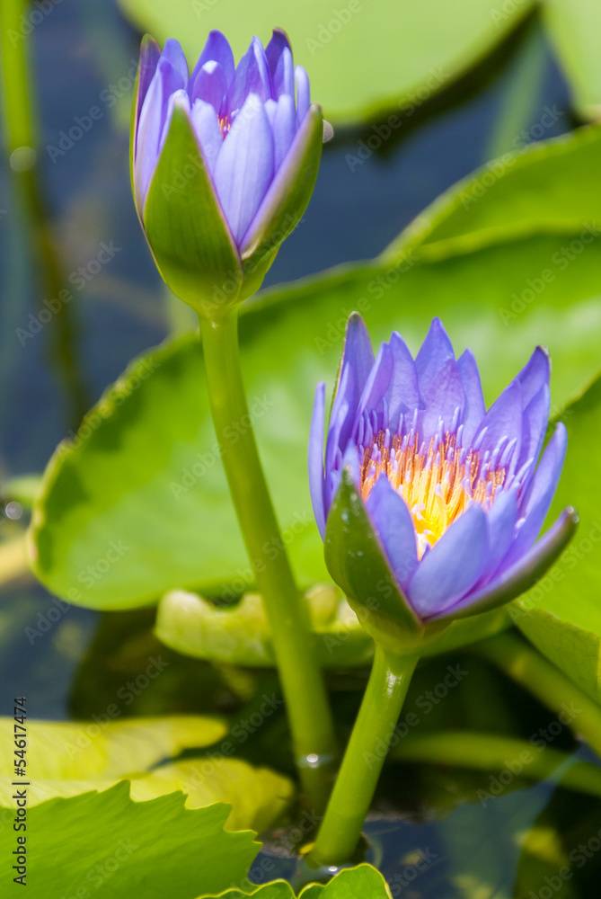 Obraz premium Lotus flower