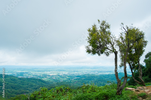 tree on mountain with cloudy