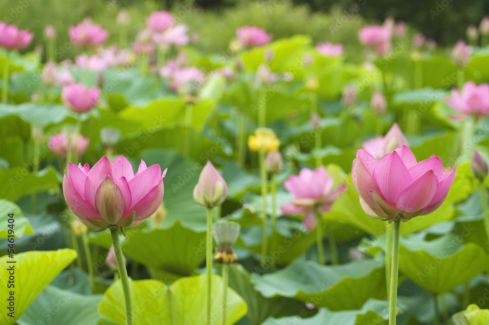 lotus blossoms