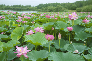 Papier peint photo Fleur de lotus Fleurs de lotus en floraison sereine  © gontar