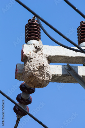 Wasp nest