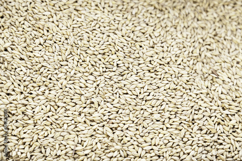 Wheat grain dry