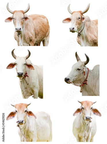 Cow and Ox isolated