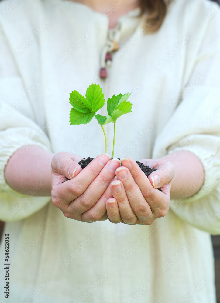 Female hands holding soil with green sprout Female hands holding soil with green sprout