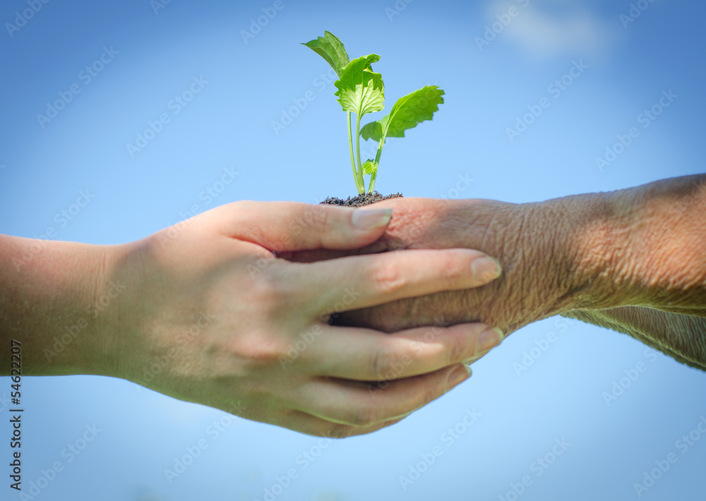 Elderly and young female hands holding soil with sprout Elderly and young female hands holding soil with sprout