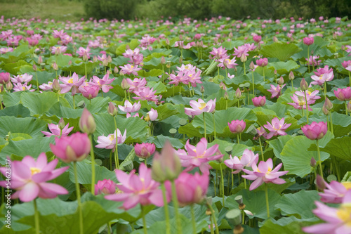 lotus blossoms