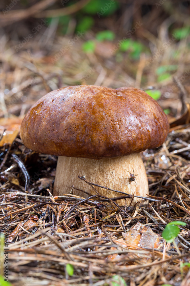 Porcini Mushroom in natural enviroment Porcini Mushroom in natural enviroment