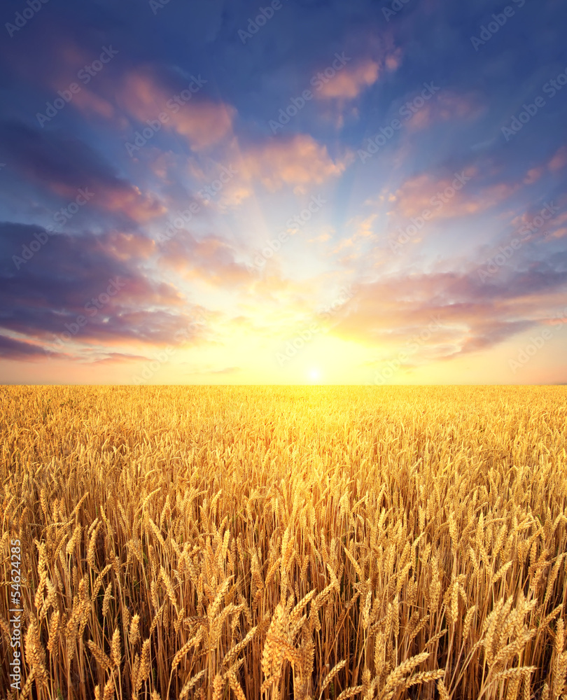 Ripening wheat field and sunrise sky as background