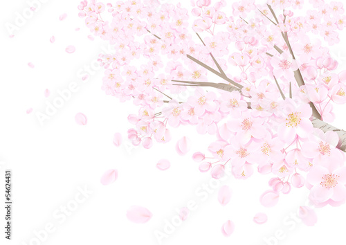 桜白背景