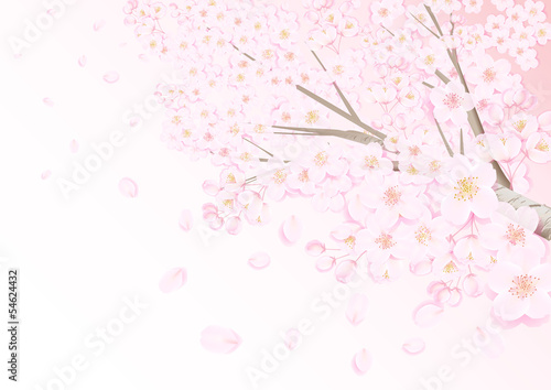 桜の風景