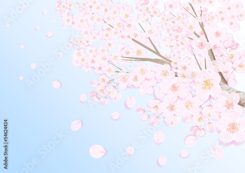 桜青空