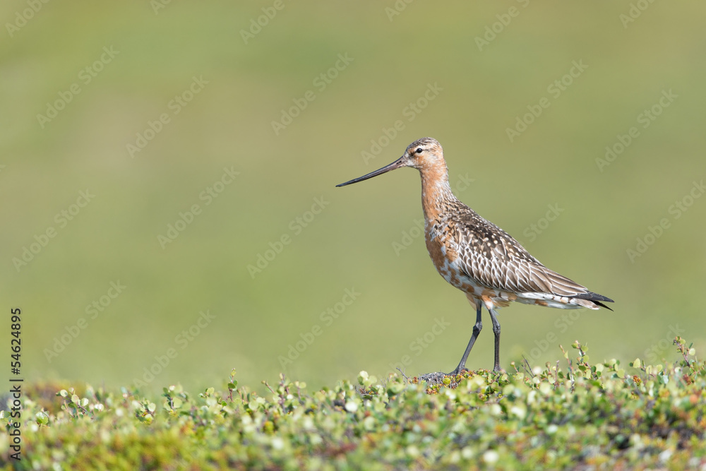 Pfuhlschnepfe, Bar-tailed Godwit, Limosa lapponica Pfuhlschnepfe, Bar-tailed Godwit, Limosa lapponica