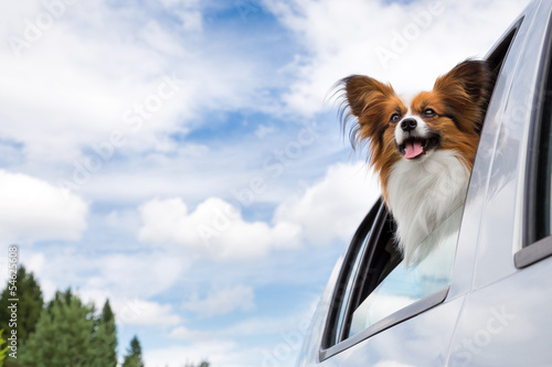 Papillon dog traveling in car