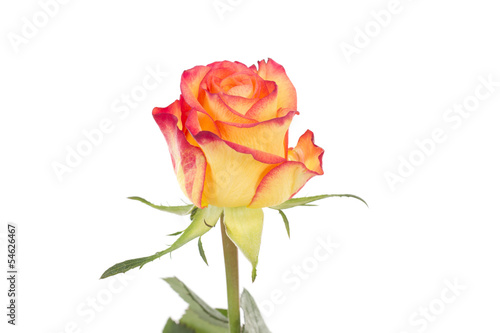 Single red orange rose isolated on white background