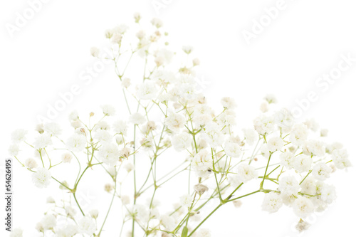 White dianthus isolated on white background