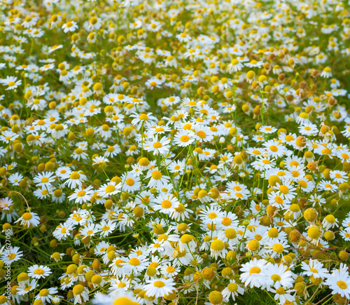 Fototapeta Naklejka Na Ścianę i Meble -  blooming fresh field of camomiles, background