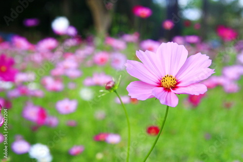 Pink flower in garden