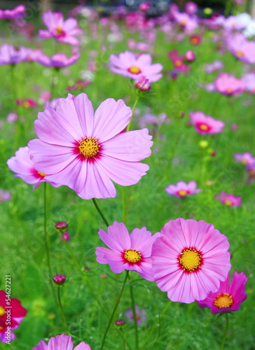Pink flower in garden