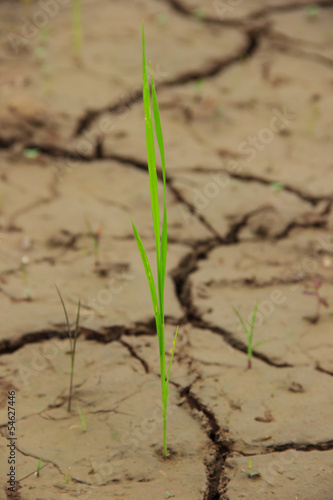 Rice on cracked dried land