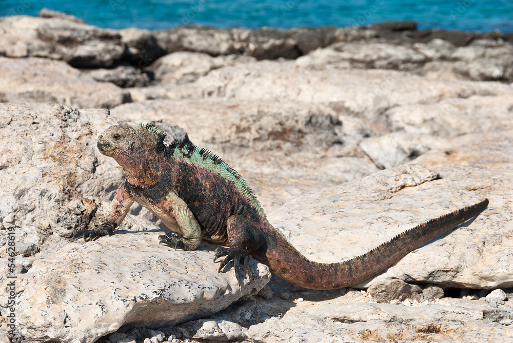 Galapagos marine iguana in sunshine Galapagos marine iguana in sunshine