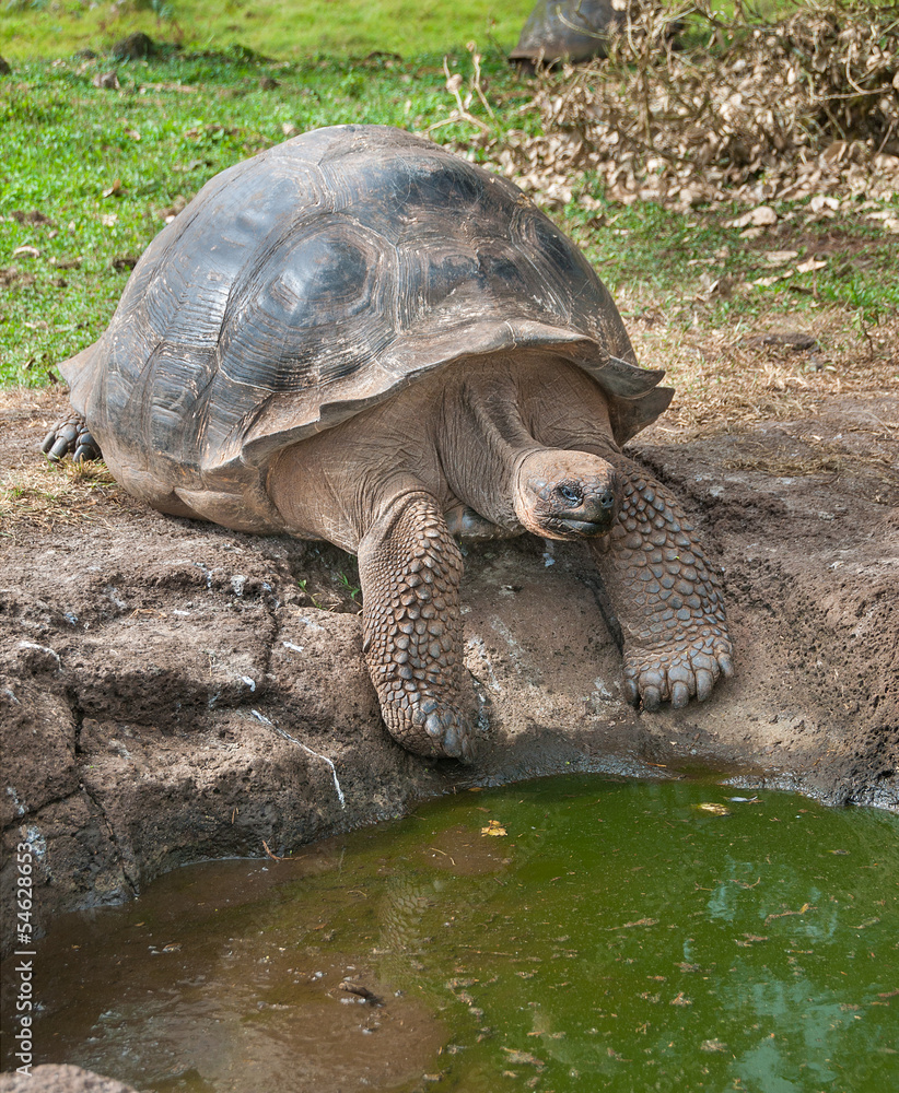 Fototapeta premium Galapagos Giant Tortoise seeking water