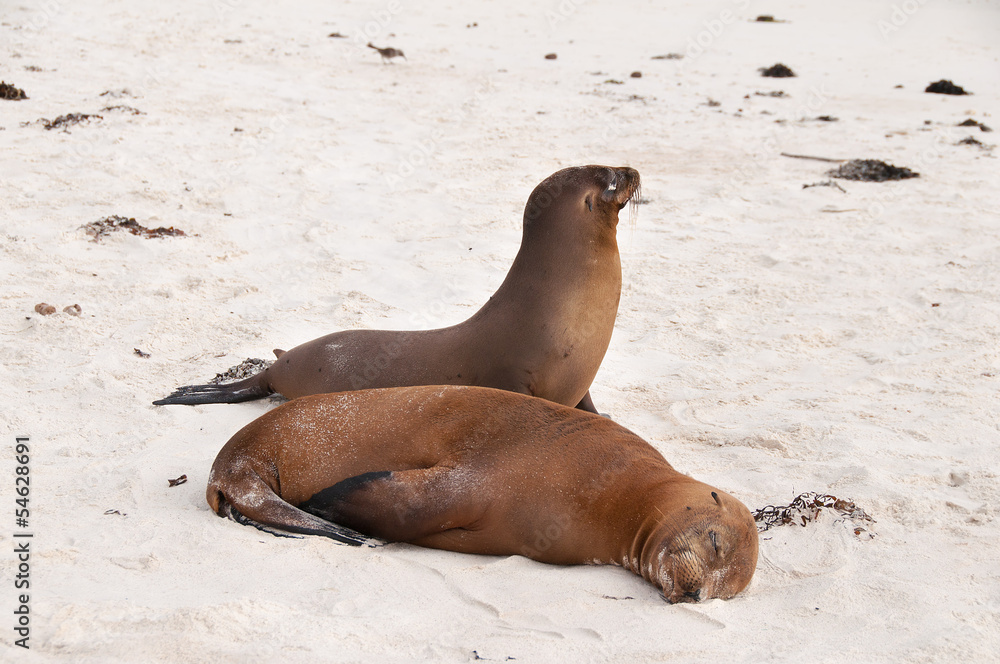 Obraz premium Two resting Galapagos Sea-Lions