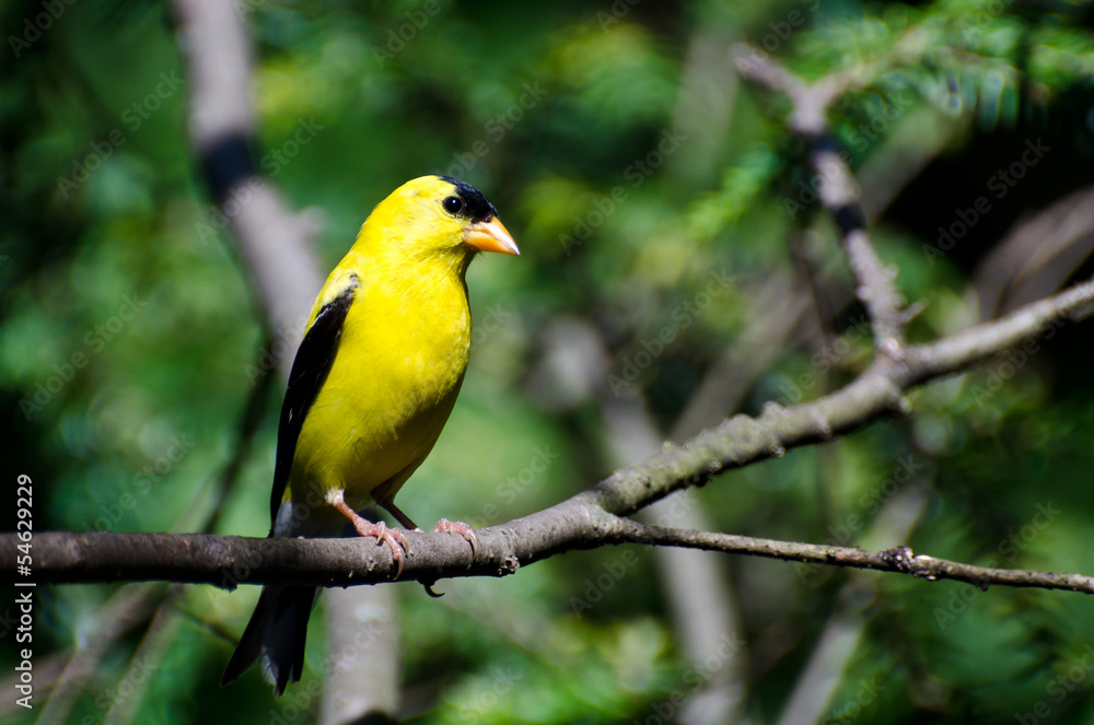 Fototapeta premium Male American Goldfinch Perched on a Branch