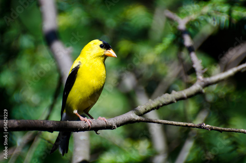 Male American Goldfinch Perched on a Branch