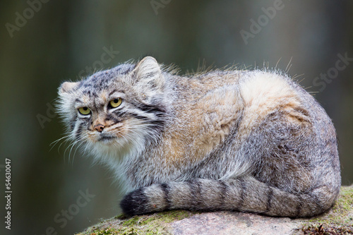 Manul cat laying on a rock