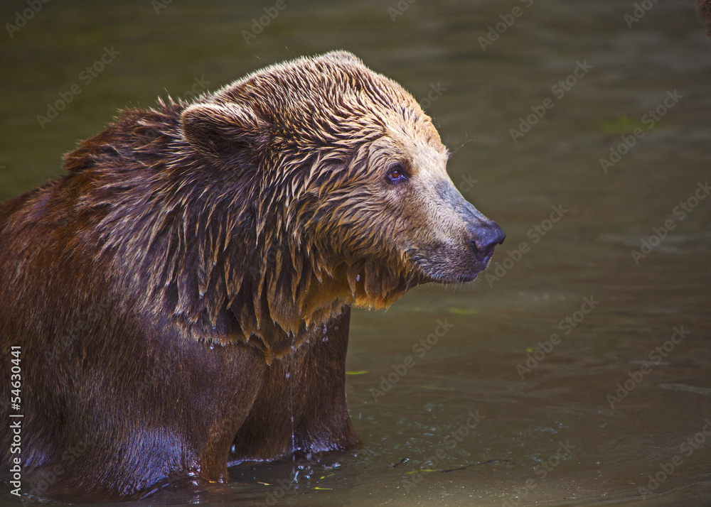 Fototapeta premium Bear cub