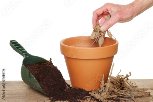Billede på lærred Planting a dahlia