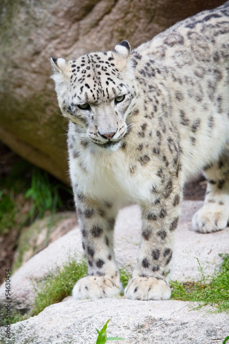 Snow Leopard in the mountain side