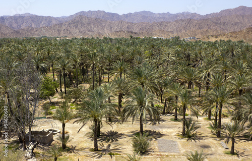 Palm oasis in the hot desert photo