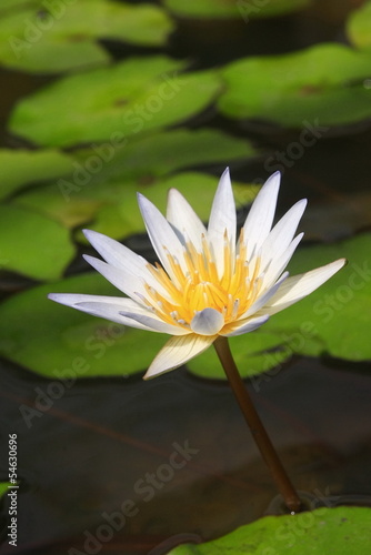 lotus