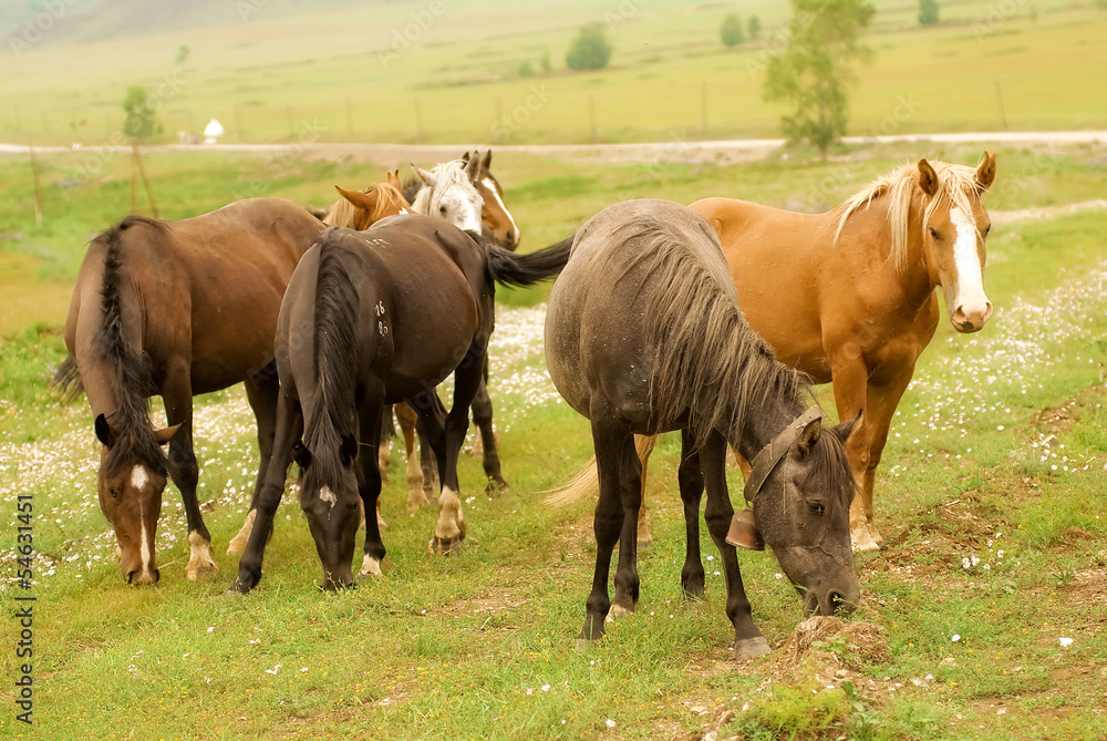 Fototapeta premium Horses grazing in a field