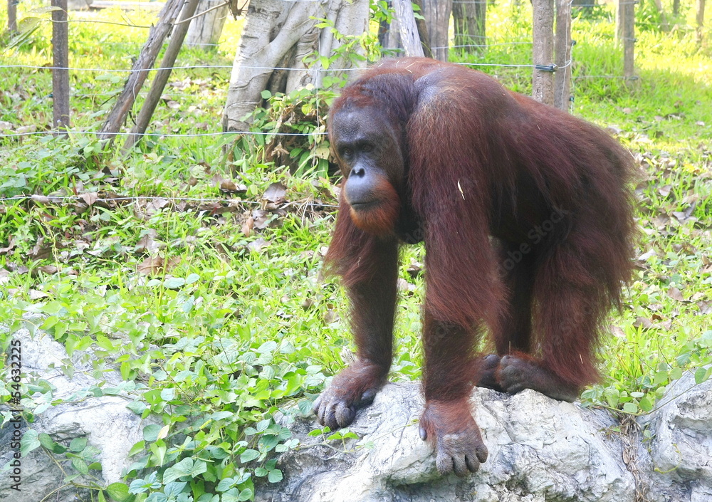 Obraz premium a orangutan in forest