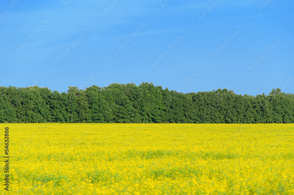 Big colza field in summer day