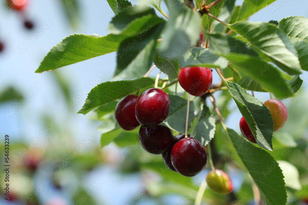 Red and sweet cherries on a branch just before harvest in early Red and sweet cherries on a branch just before harvest in early