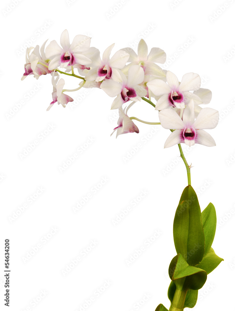 Obraz premium Dendrobium