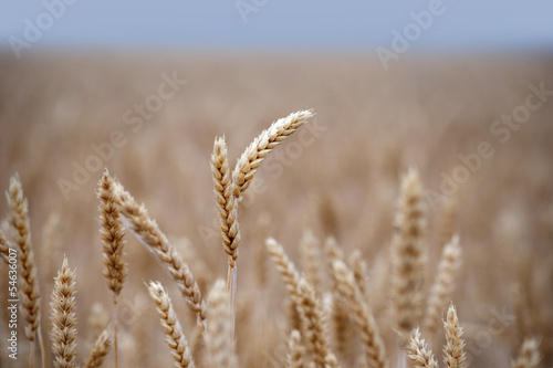 field with golden wheat
