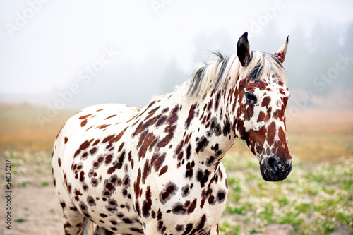 Fototapeta Naklejka Na Ścianę i Meble -  spotty horse